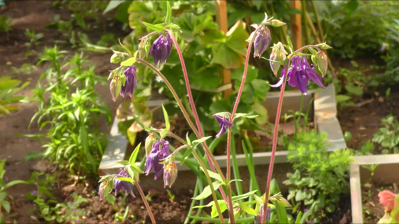 花Aquilegia vulgaris(拉丁文Aquilegia vulgaris)或Catchment (Columbine，祖母的帽子)视频素材