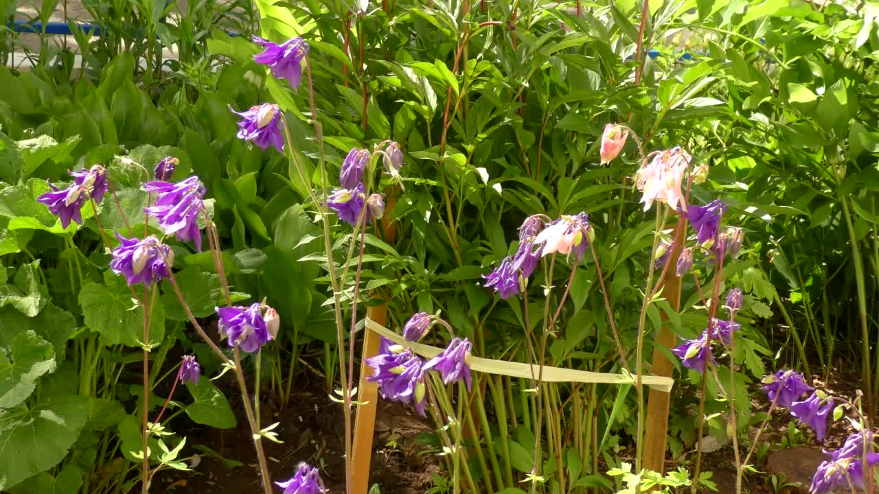 花Aquilegia vulgaris(拉丁文Aquilegia vulgaris)或Catchment (Columbine，祖母的帽子)视频素材