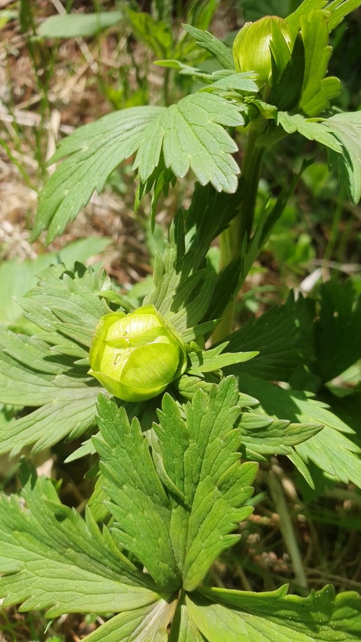 在乌拉尔的森林里近距离开放的全球花视频素材