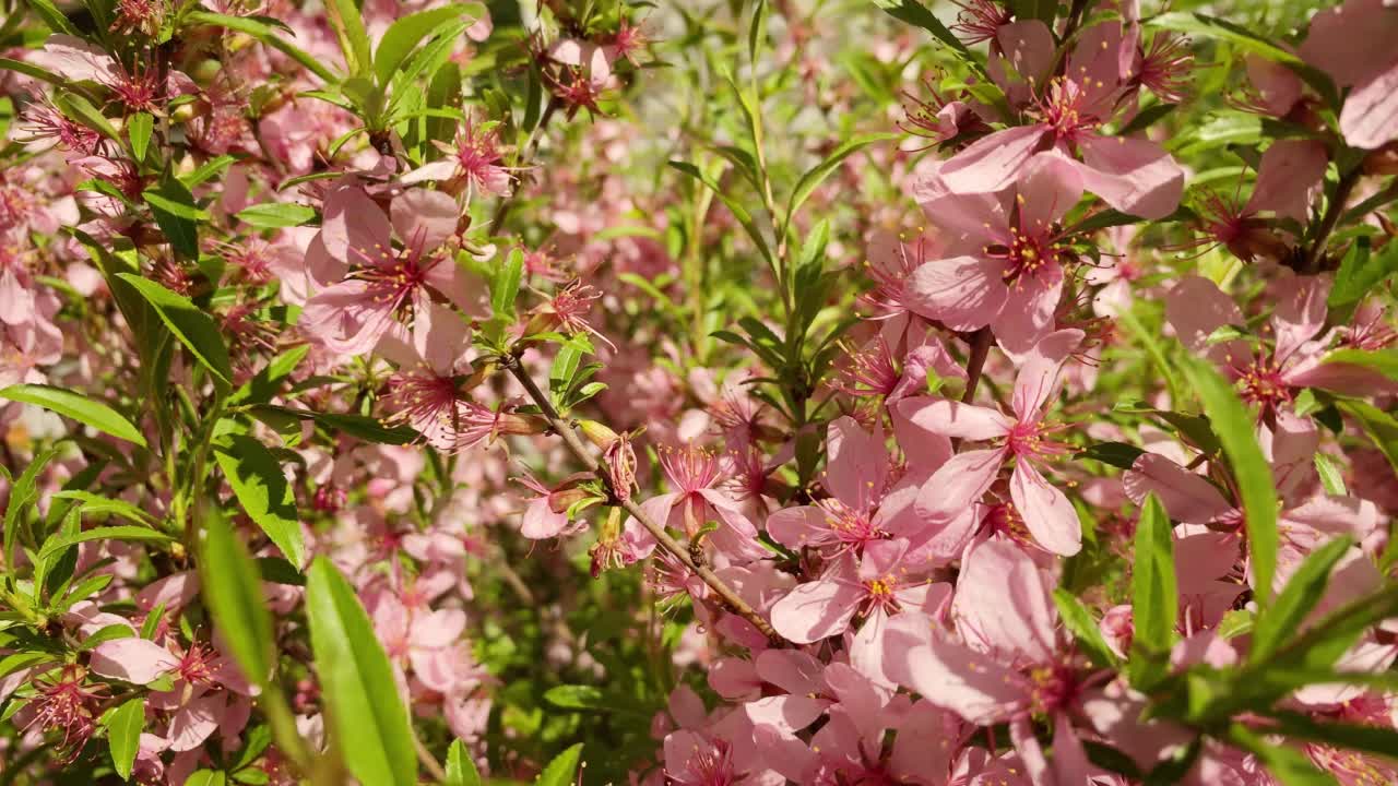 樱花。闭合开花的樱桃树枝，自然模糊的背景，选择性聚焦视频素材