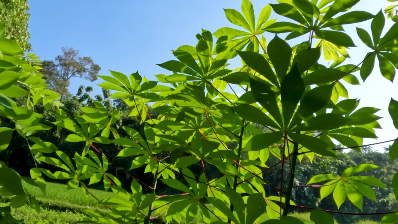 木薯属植物，有绿色的叶子，红色的叶柄和绿色的茎视频素材