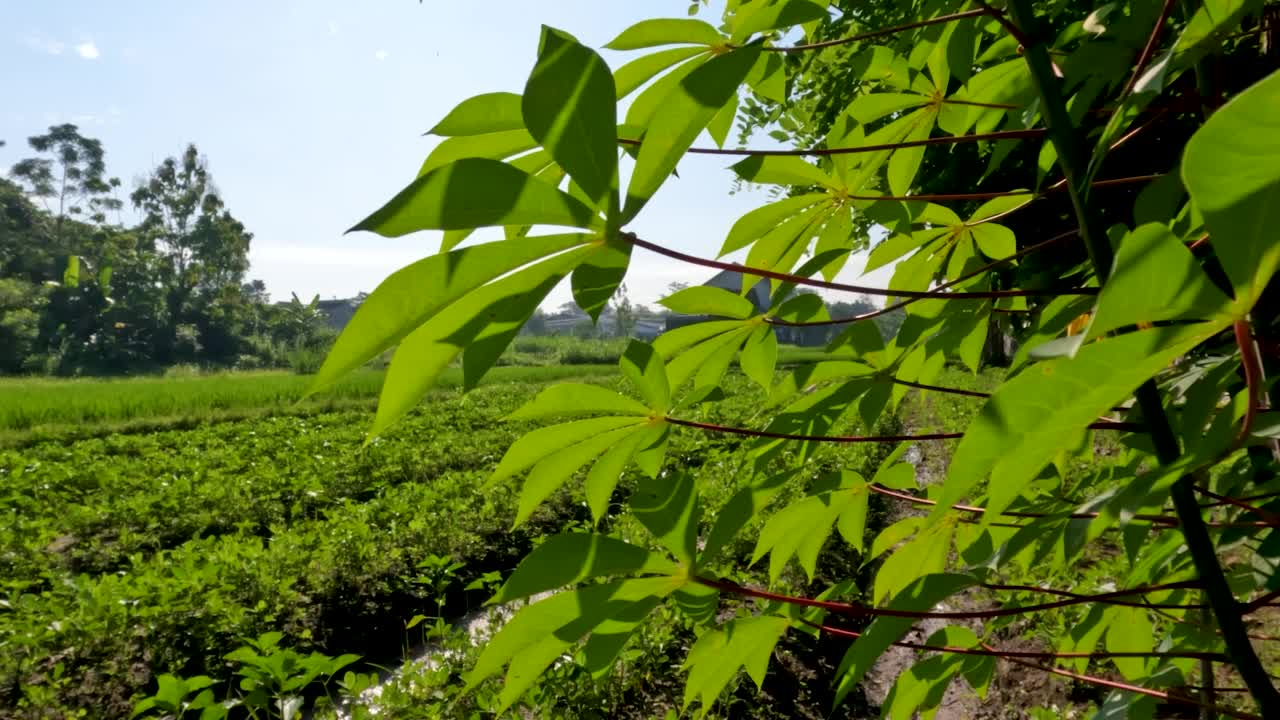 木薯属植物，有绿色的叶子，红色的叶柄和绿色的茎视频素材