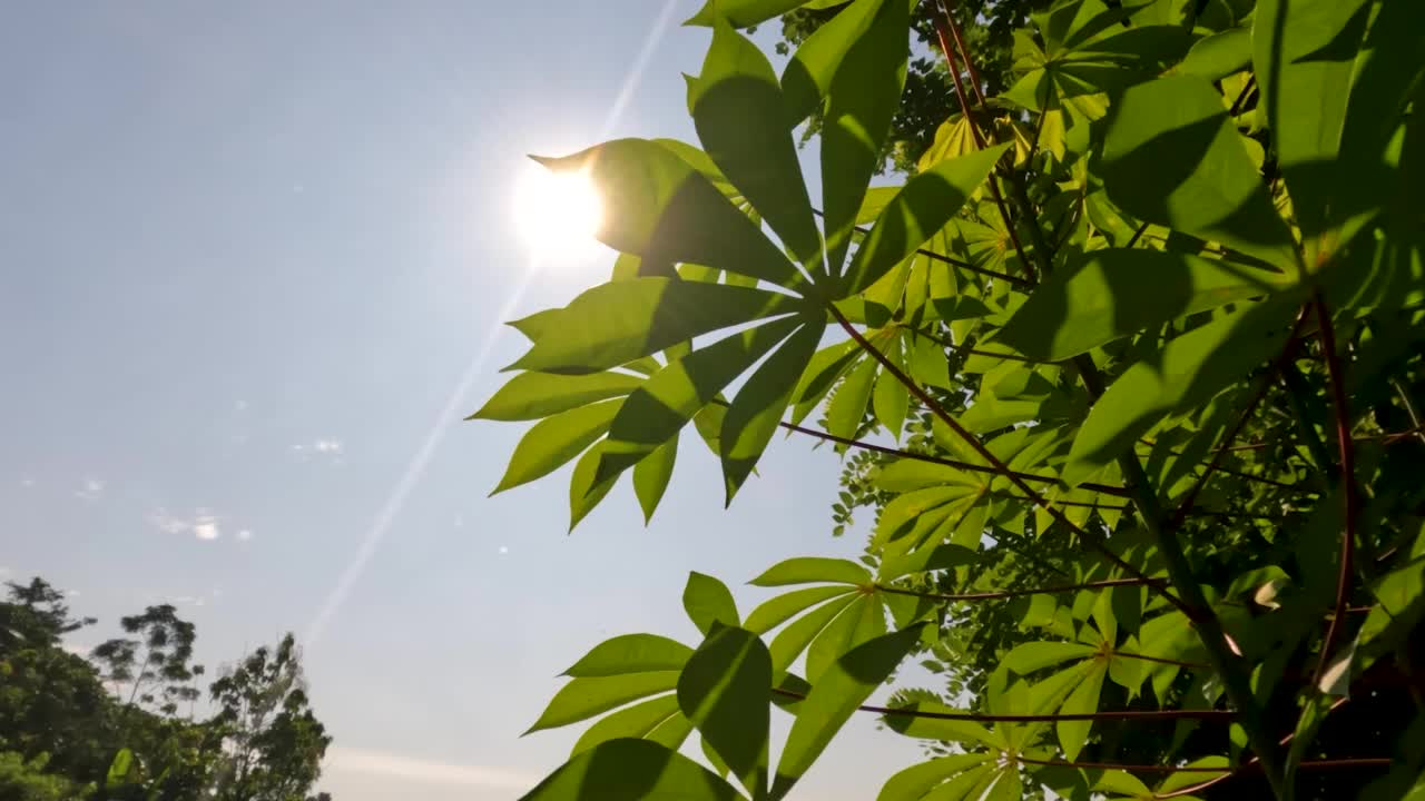 木薯属植物，有绿色的叶子，红色的叶柄和绿色的茎视频素材