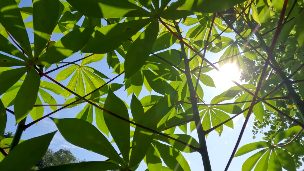 木薯属植物，有绿色的叶子，红色的叶柄和绿色的茎视频素材