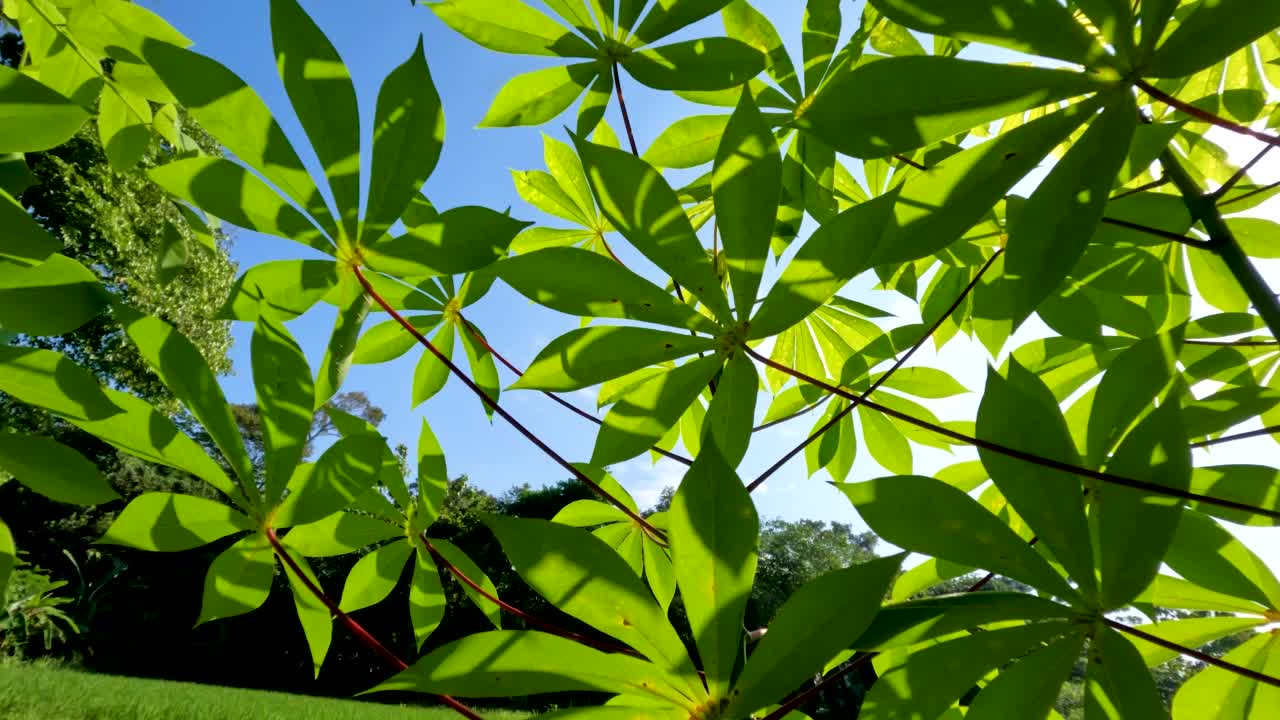 木薯属植物，有绿色的叶子，红色的叶柄和绿色的茎视频素材