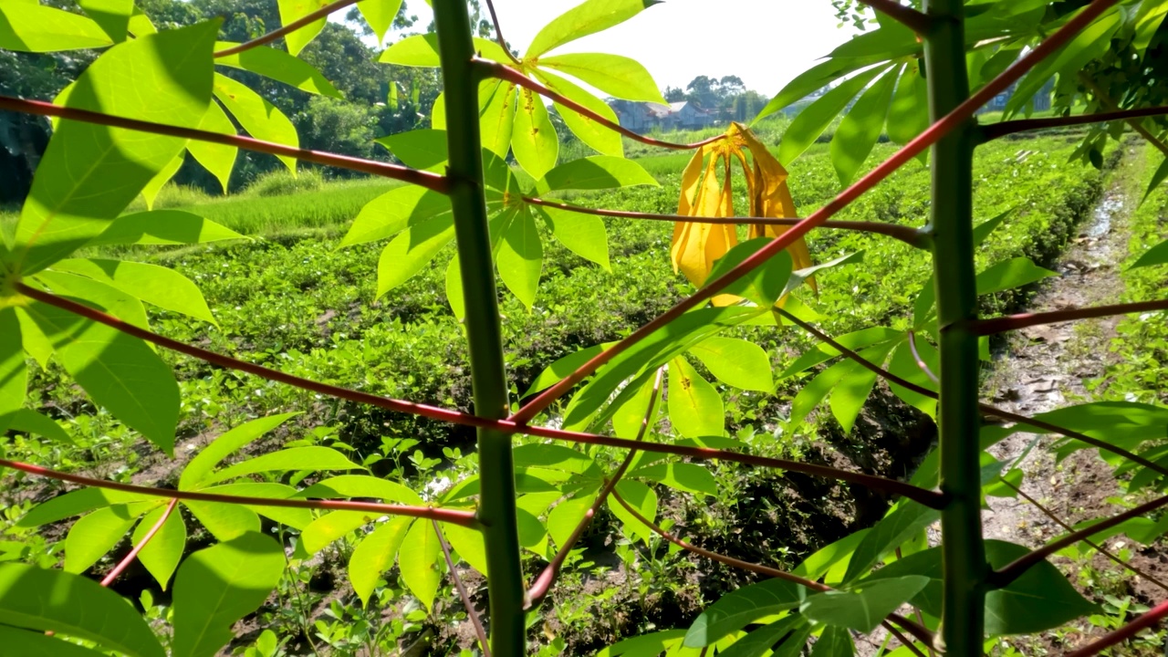 木薯属植物，有绿色的叶子，红色的叶柄和绿色的茎视频素材