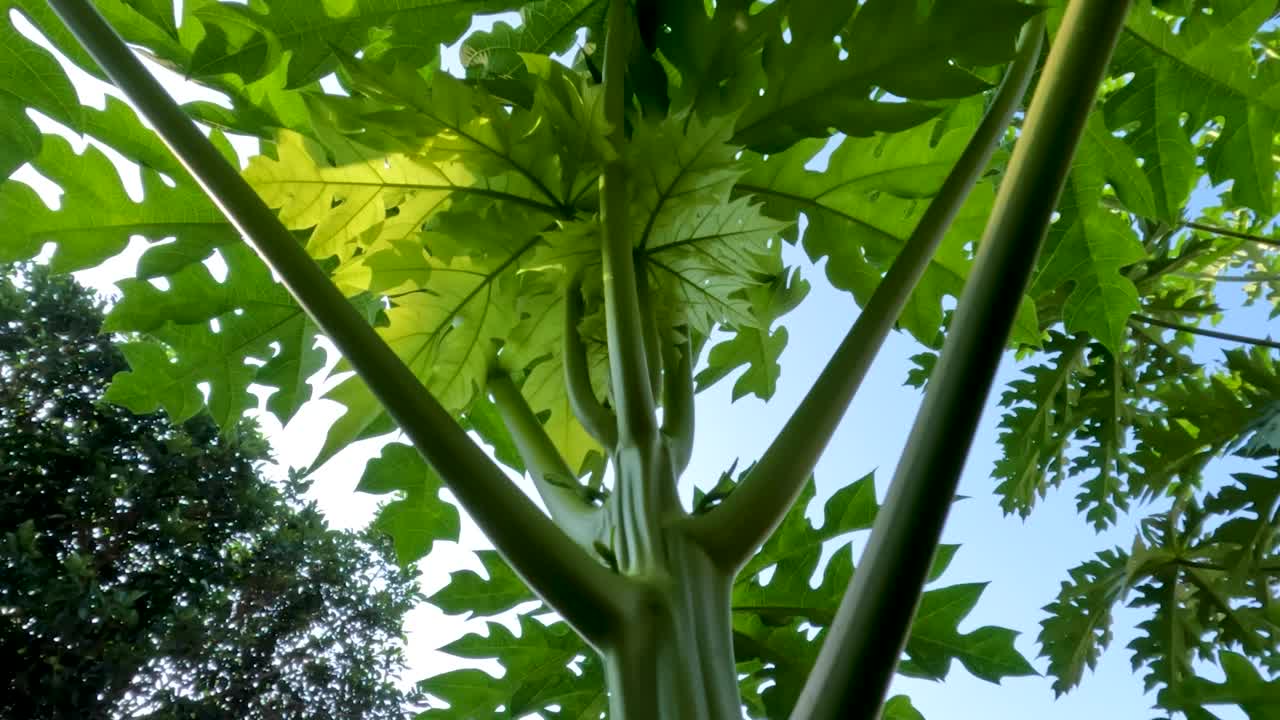 木瓜或木瓜属植物还很年轻，有绿色的手指状叶子，叶脉更明亮视频素材