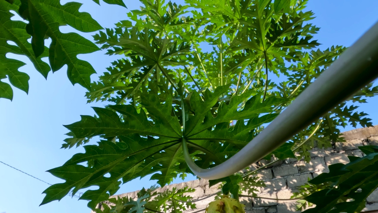 木瓜或木瓜属植物还很年轻，有绿色的手指状叶子，叶脉更明亮视频素材