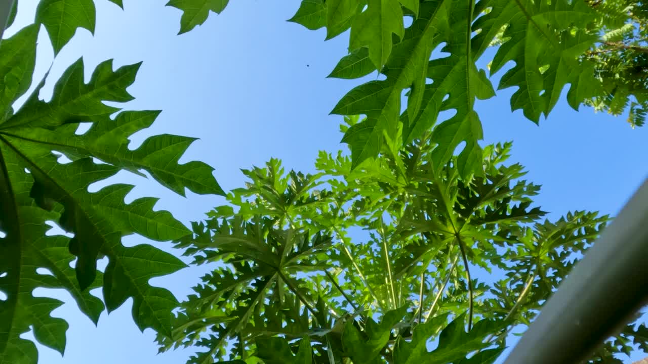 木瓜或木瓜属植物还很年轻，有绿色的手指状叶子，叶脉更明亮视频素材