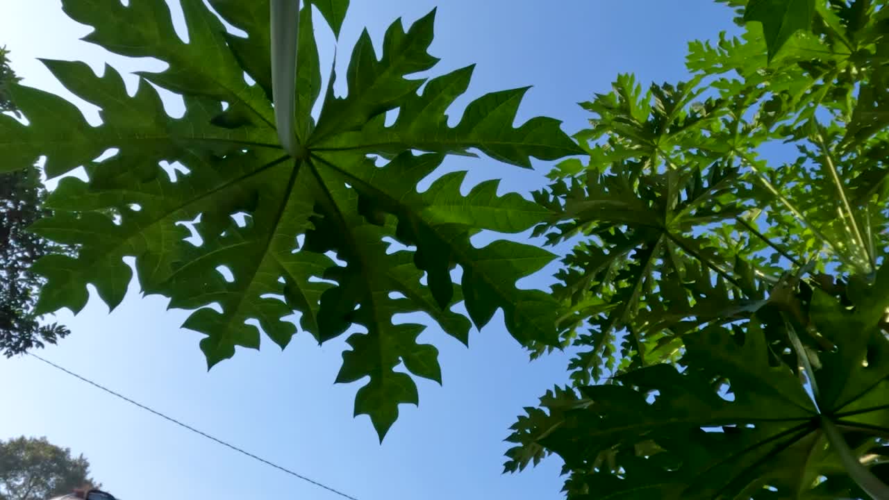 木瓜或木瓜属植物还很年轻，有绿色的手指状叶子，叶脉更明亮视频素材