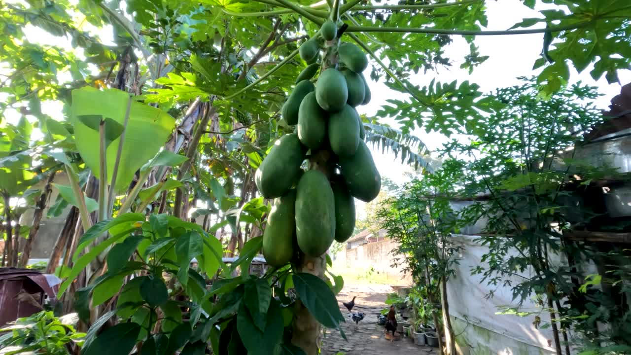 木瓜或木瓜属植物还很年轻，有绿色的手指状叶子，叶脉更明亮视频素材