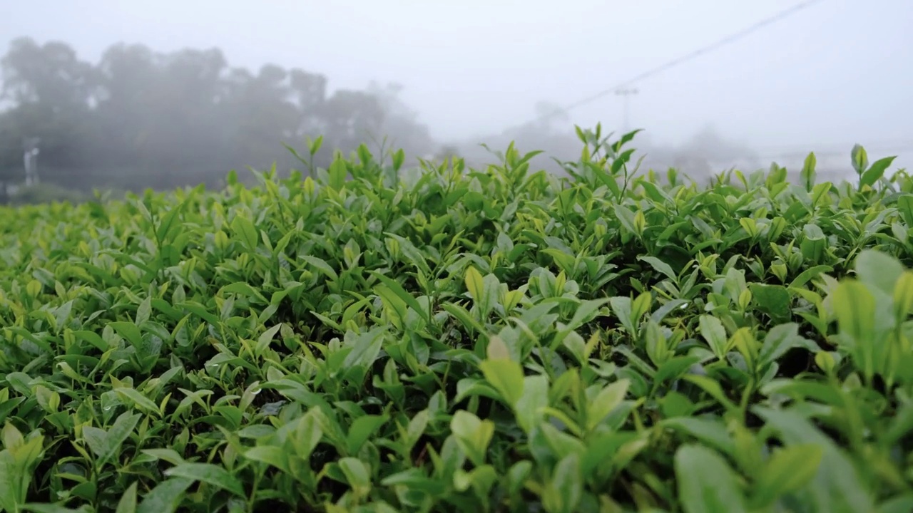 雨后茶园里的新鲜叶子正在滴水视频素材