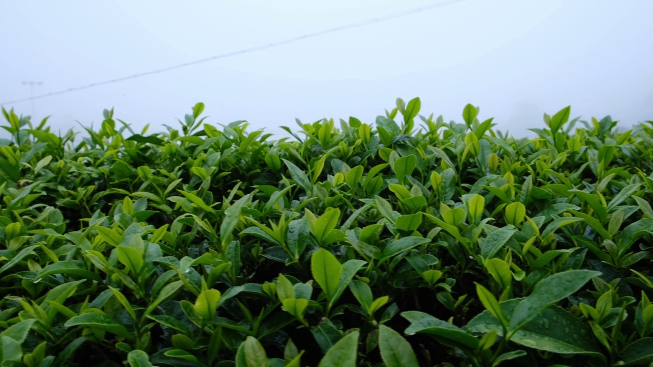 雨后茶园里的茶叶在滴水视频素材