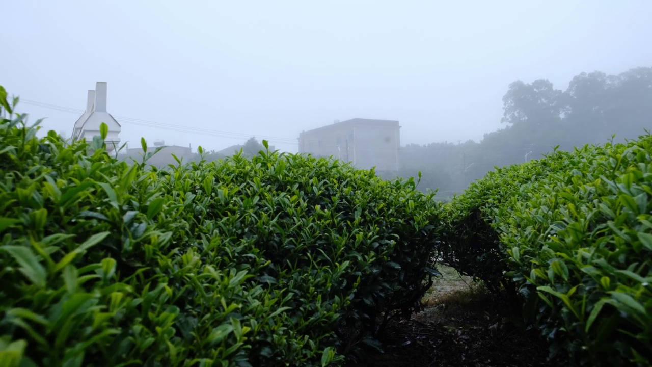 雨后茶园的雾气和湿漉漉的绿茶叶子视频素材