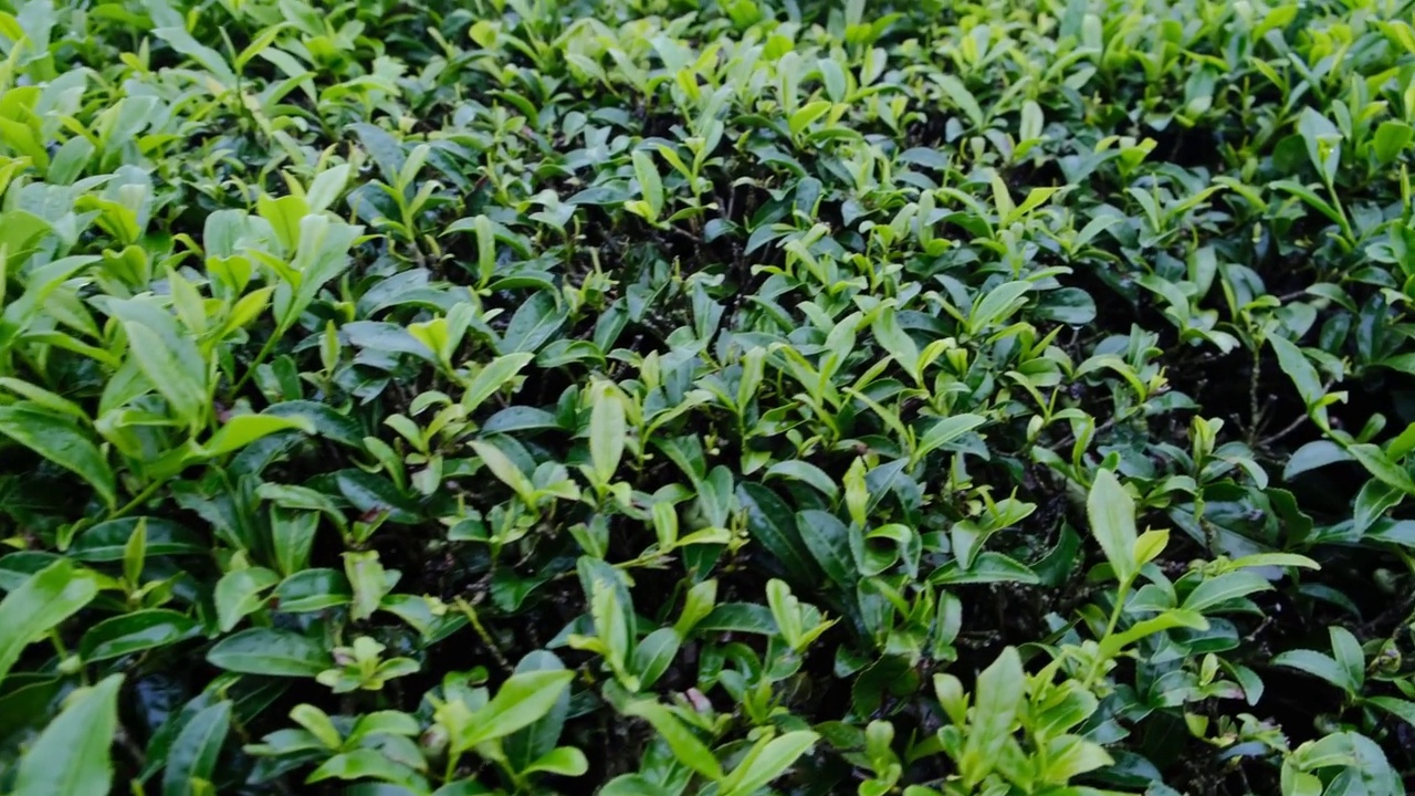 雨后茶园里的茶叶在滴水视频素材