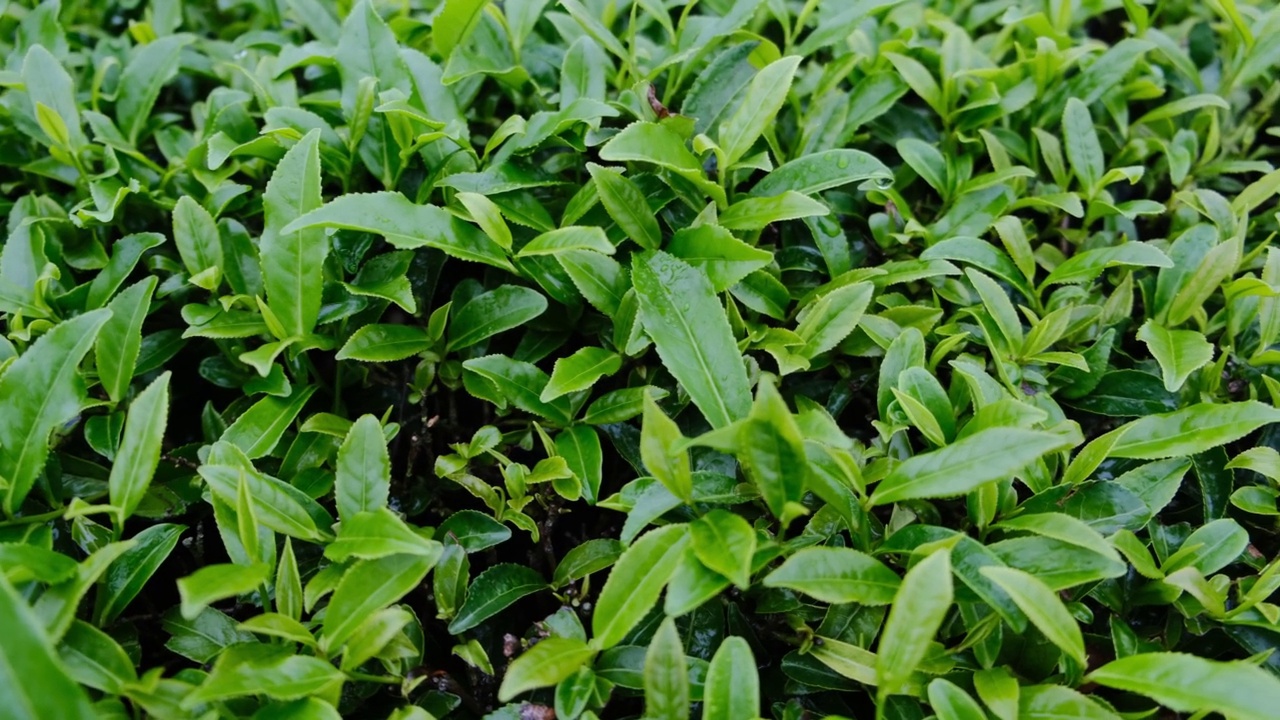 雨后茶园里的茶叶在滴水视频素材