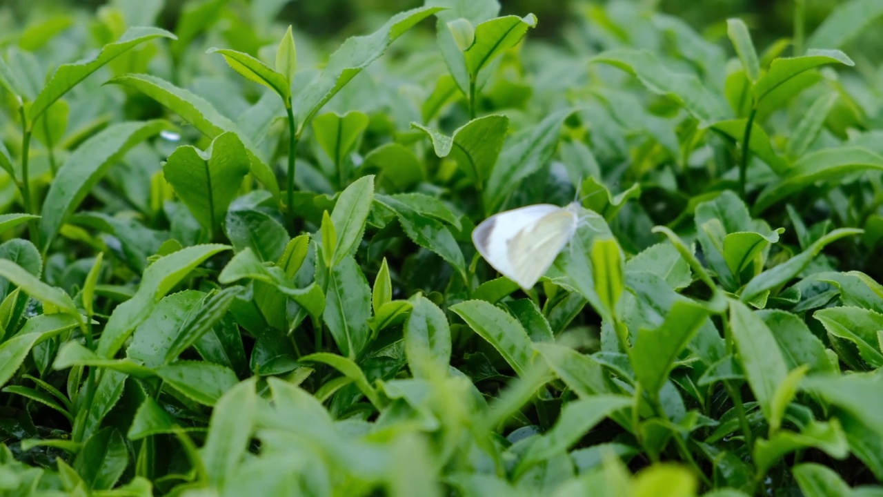 雨后，一只蝴蝶停留在茶园的茶叶上视频素材