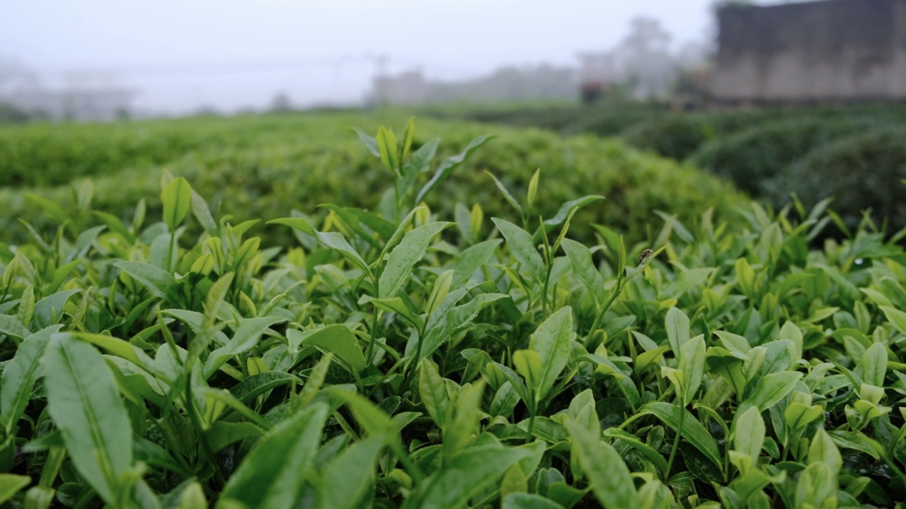 雨后茶园里的新鲜叶子正在滴水视频素材