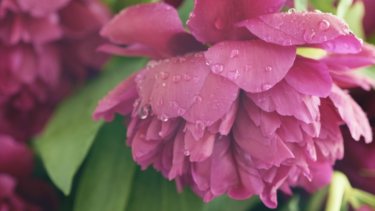 牡丹。盛开的粉色牡丹在雨中的特写。生日春天群。美丽的芍药花背景。自然背景，情人节概念。下雨慢动作视频素材