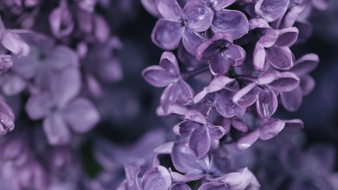 美丽的丁香花在雨中。自然背景。水滴落在春天的花朵上。花的浪漫的背景。开着花的丁香枝。下雨了。盛开的紫丁香。特写，选择性对焦，慢镜头视频素材