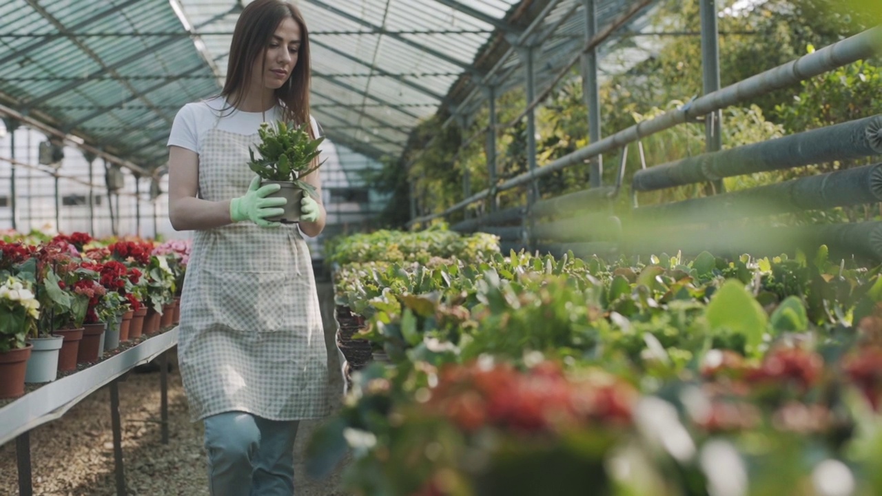 女园丁在温室里照顾花草植物。慢动作视频素材