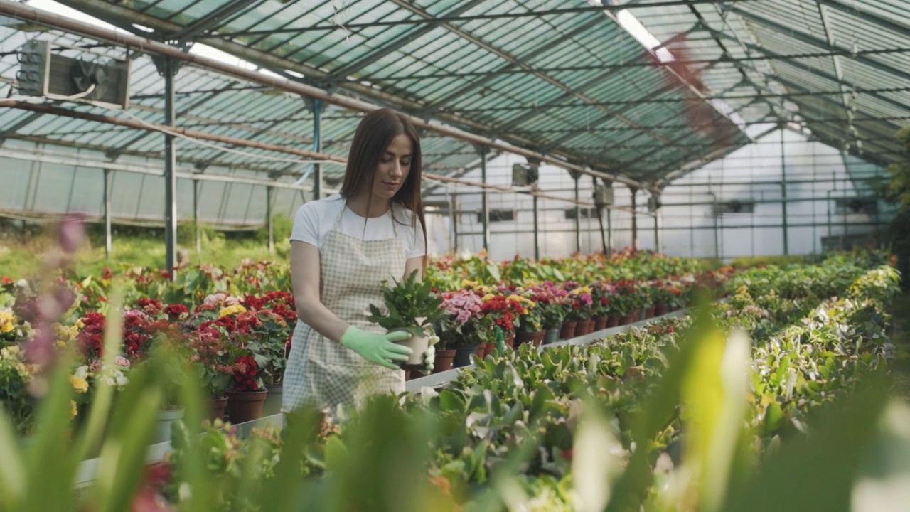 女园丁在温室里照顾花草植物。慢动作视频素材