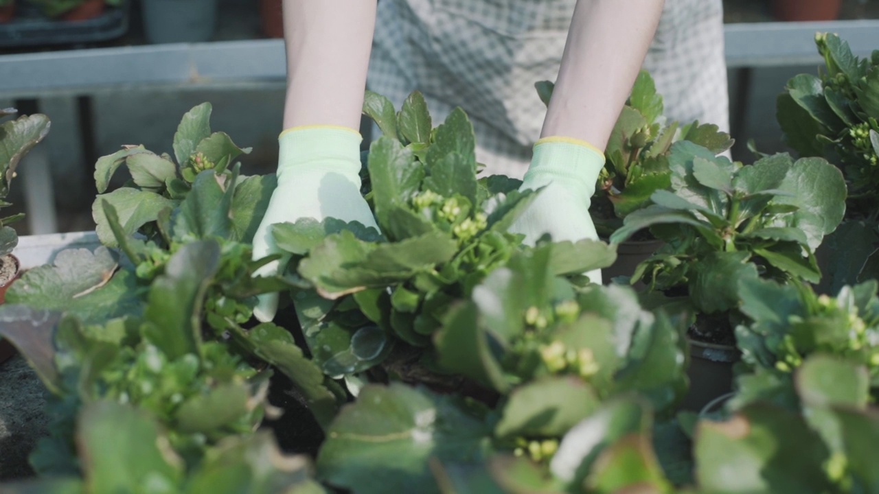 女园丁在温室里照顾花草植物。慢动作视频素材