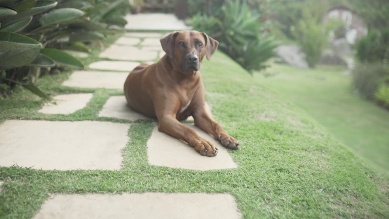 罗得西亚脊背犬坐在后院的小径上视频素材