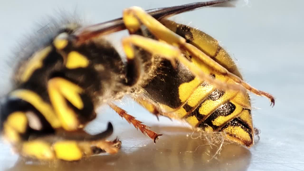 一个垂死的黄蜂。宏死去的黄蜂。Fogation。灭绝的昆虫。害虫控制。视频素材