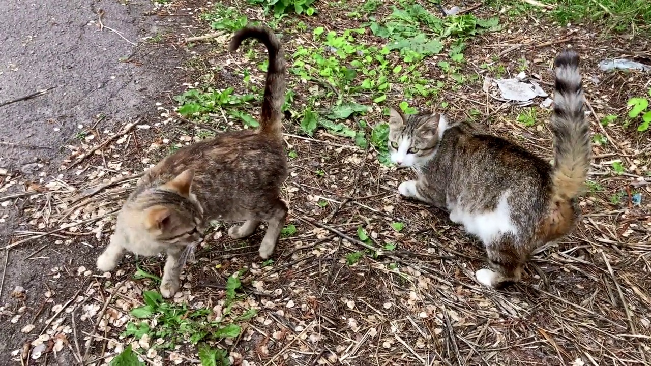 无家可归的猫走在街上。流浪猫在镜头前摆姿势视频素材