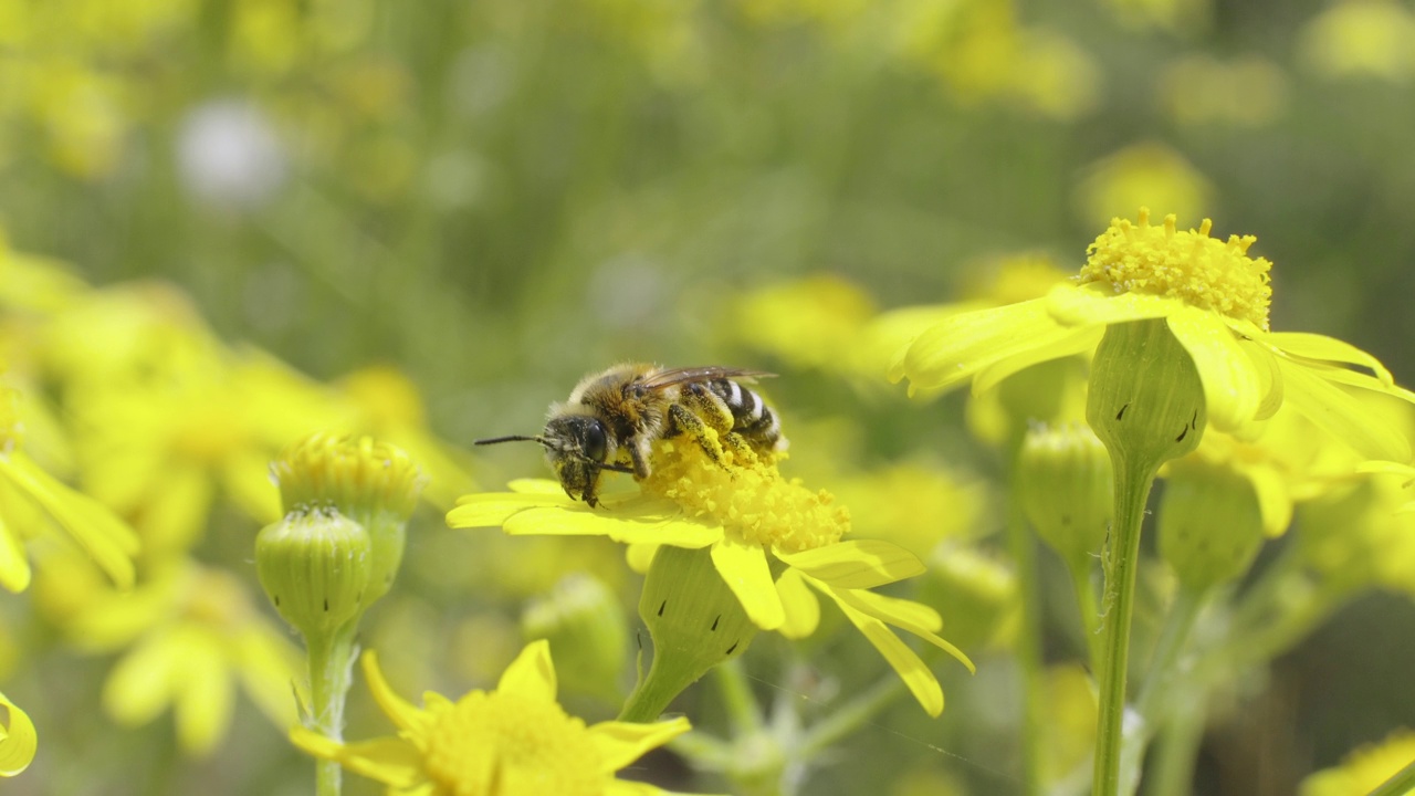 蜜蜂在黄花上视频下载