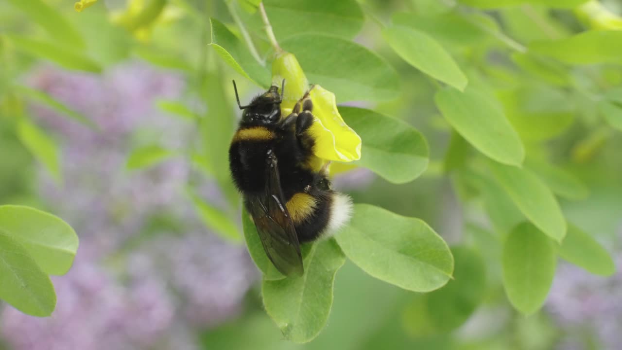 大黄蜂在金合欢花上视频下载