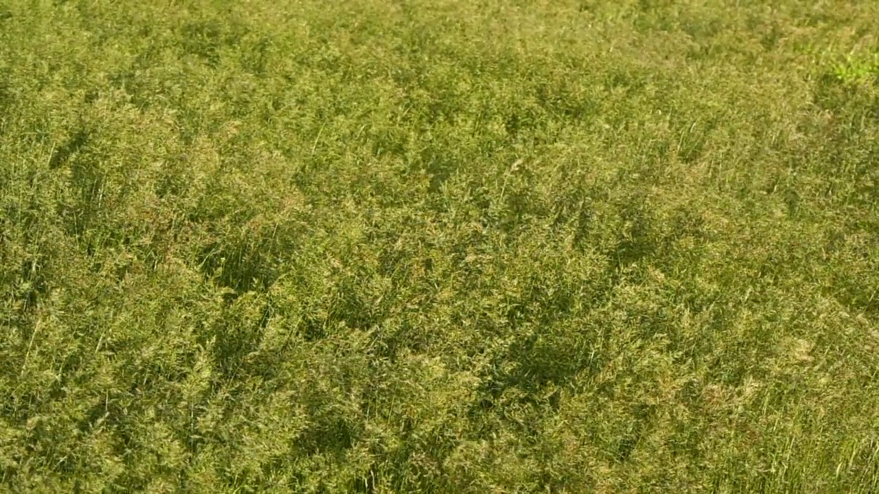 慢动作特写与风吹绿草纹理，农场的田野背景视频素材