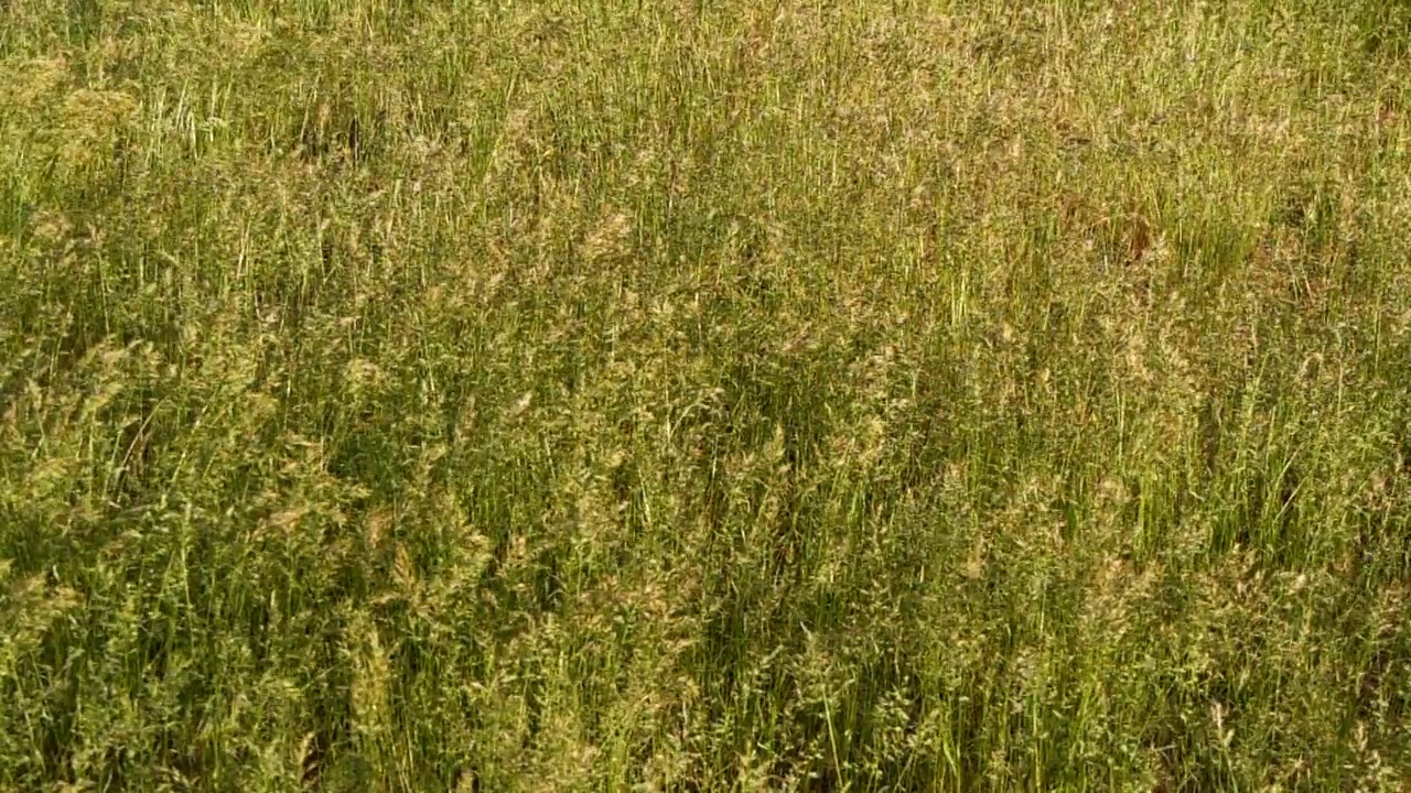 慢动作特写与风吹绿草纹理，农场的田野背景视频素材