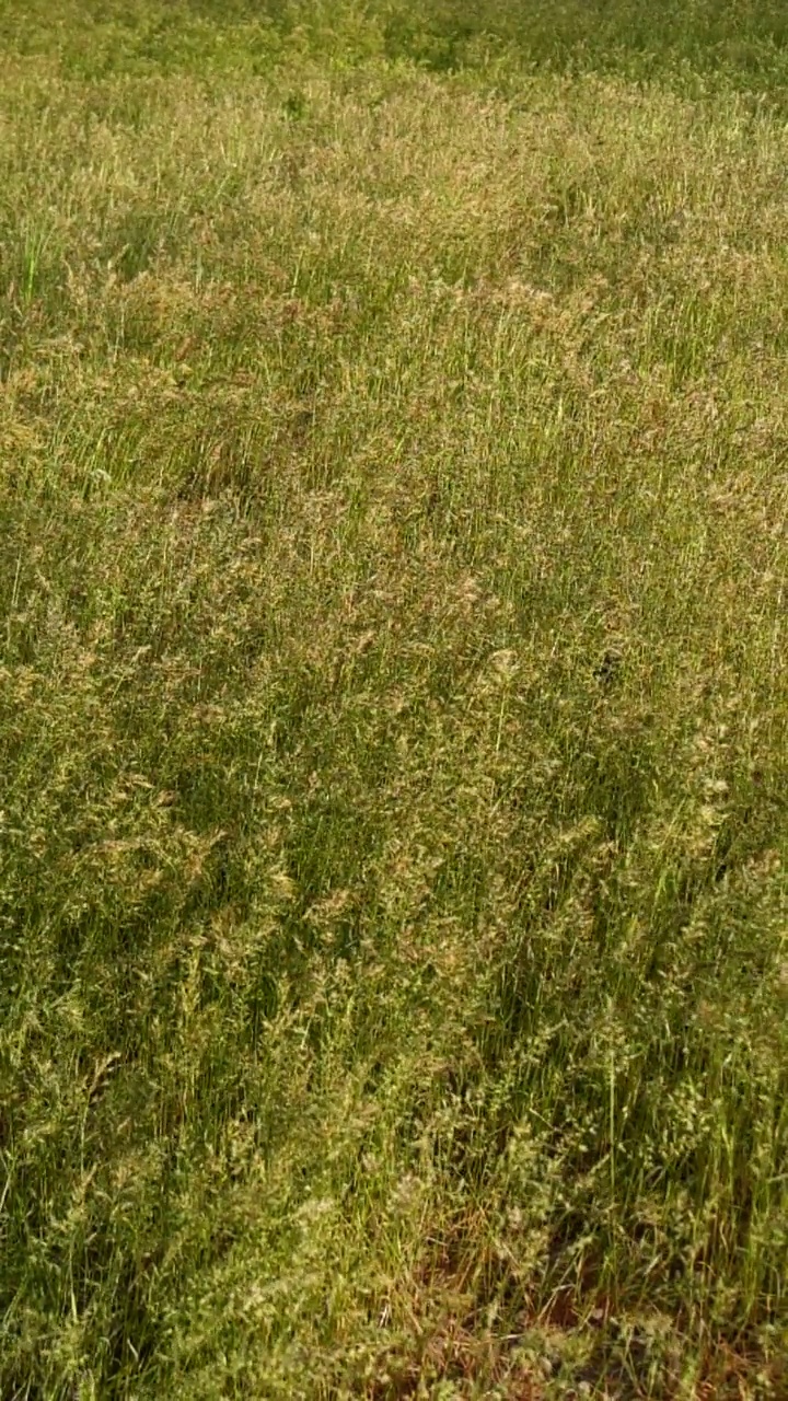 慢动作特写与风吹绿草纹理，农场的田野背景视频素材