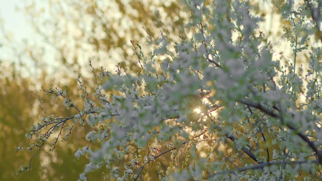 树枝上开满了白花。梅树正在开花，雪白的花蕾已经在树上绽放了。花朵被太阳光照亮。4 k, ProRes视频素材