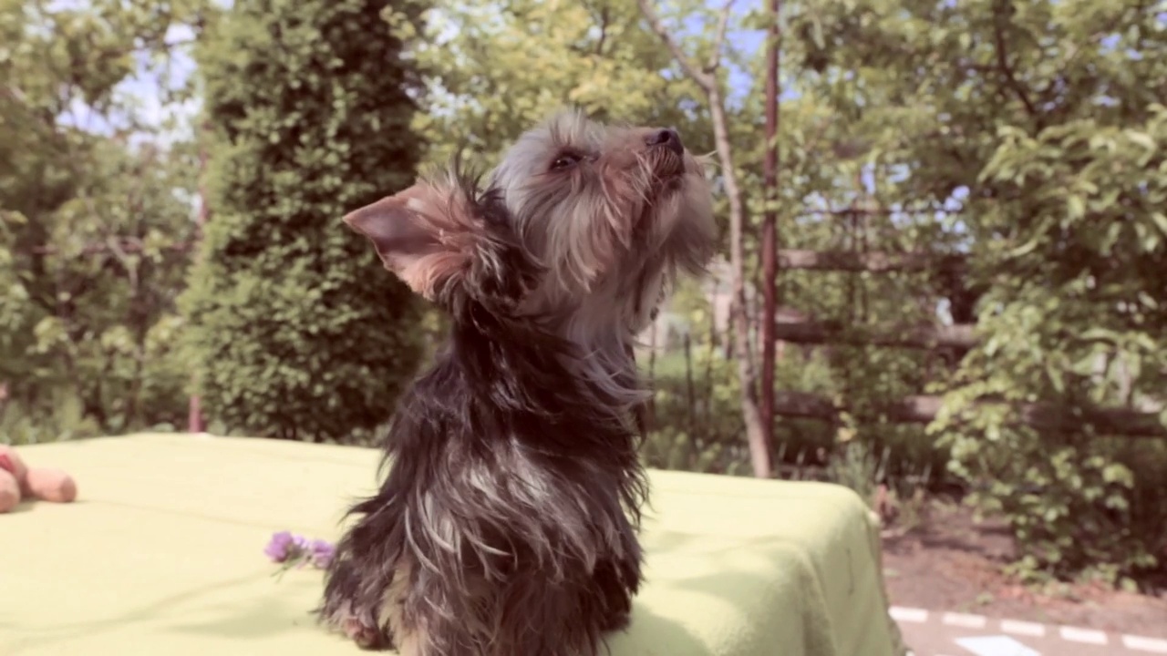 约克郡犬繁殖视频素材