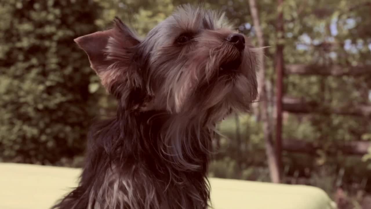 约克郡犬繁殖视频素材