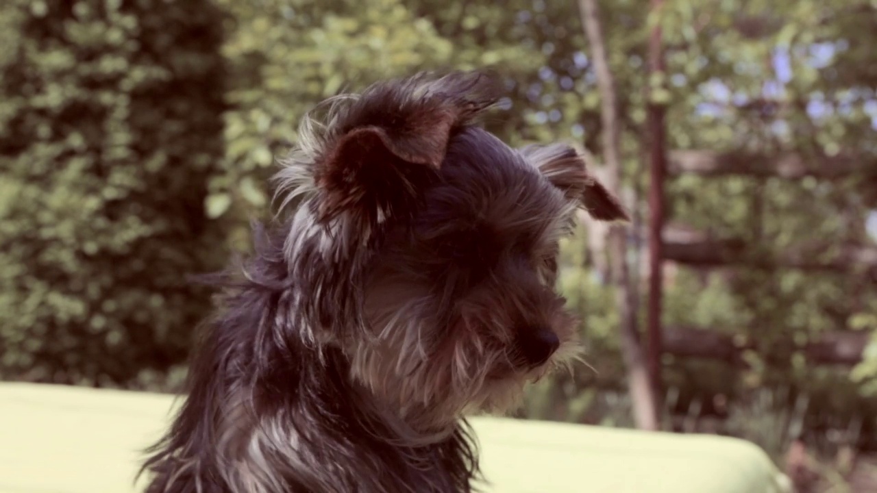 约克郡犬繁殖视频素材