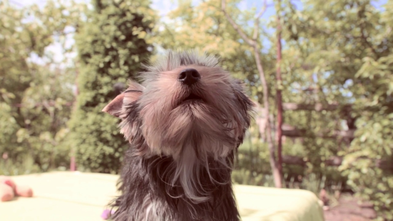 约克郡犬繁殖视频素材