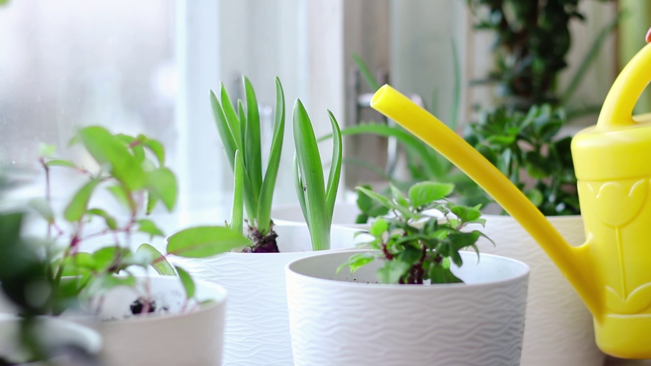 一个女人正在给家里的植物浇水。盆栽植物护理。家庭和休闲。环保的生活方式。视频素材