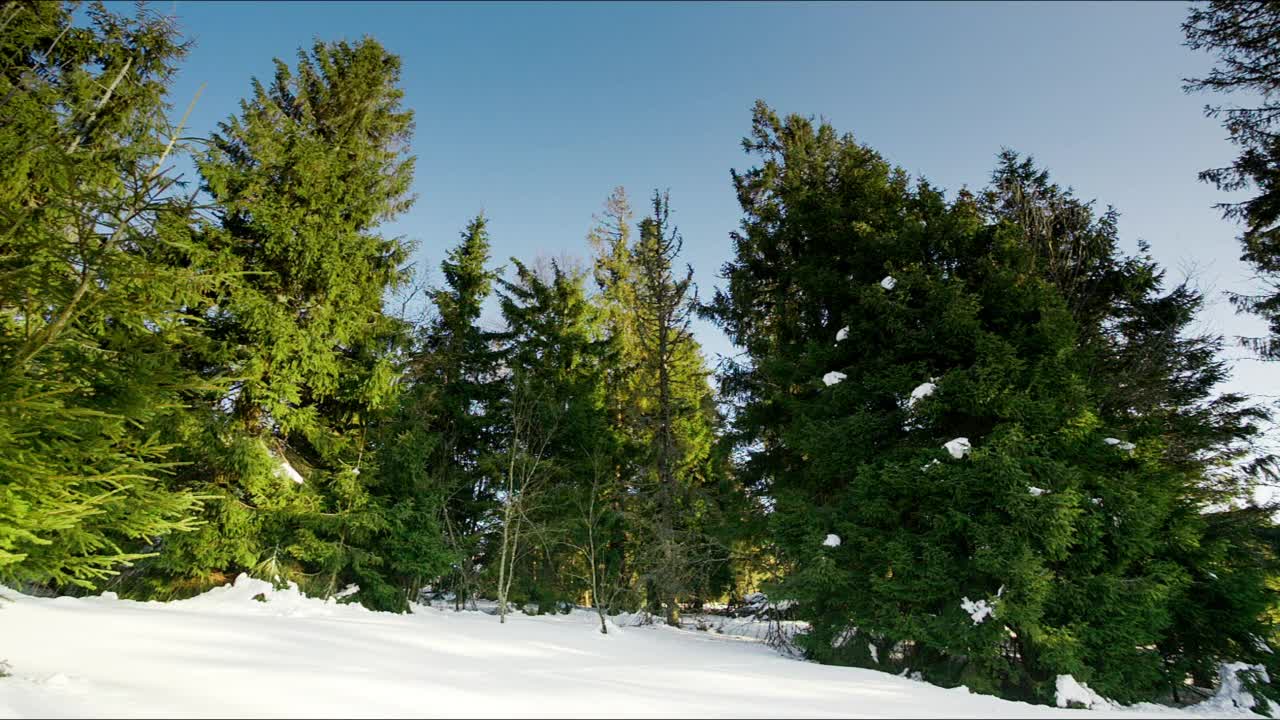 从上面看，巨大的荒野和雪山。在一个寒冷的冬日里，在一个阳光明媚的早晨拍摄的绿色云杉森林。高清高质量拍摄视频素材