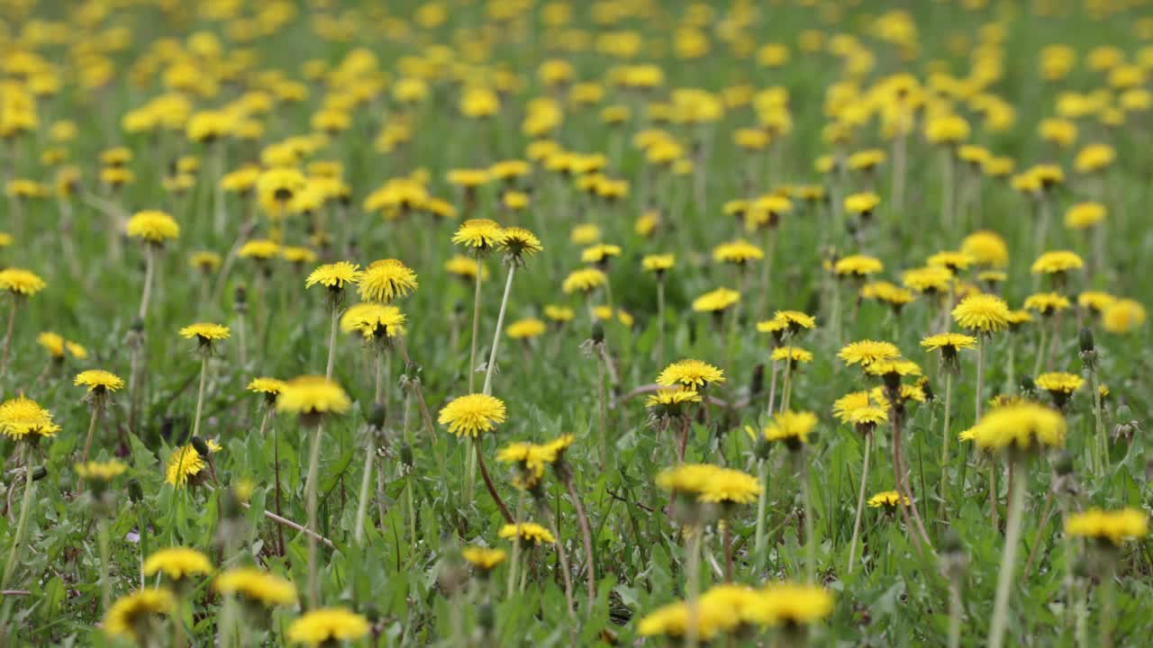 蒲公英的春天视频素材