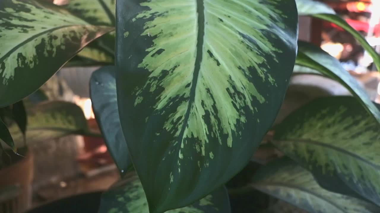 万年青(Dieffenbachia)是一种叶形观赏植物，素有快乐叶之名视频素材