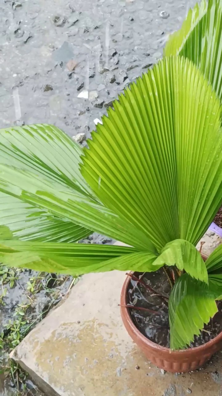 雨滴视频素材