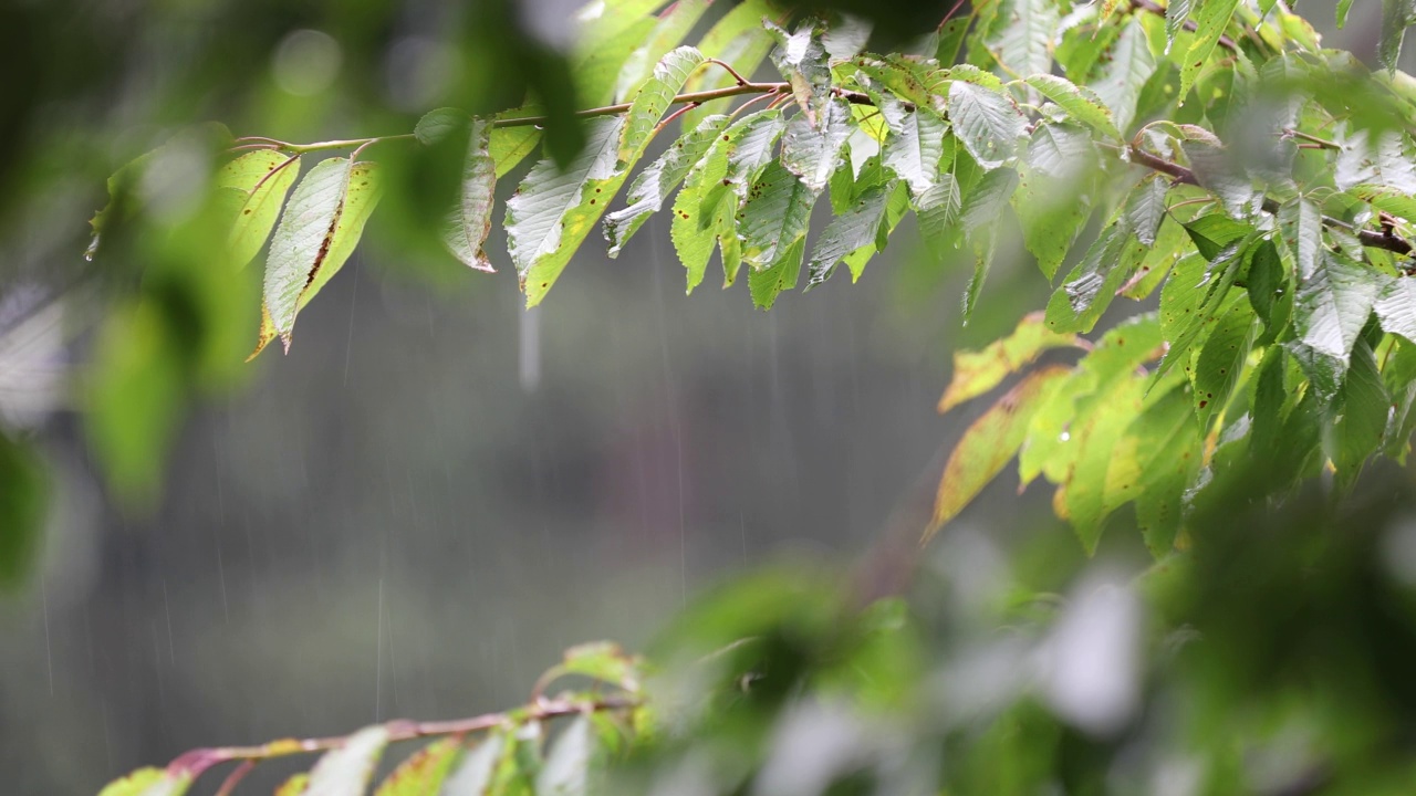 在下雨的夏天弄湿树叶。视频素材