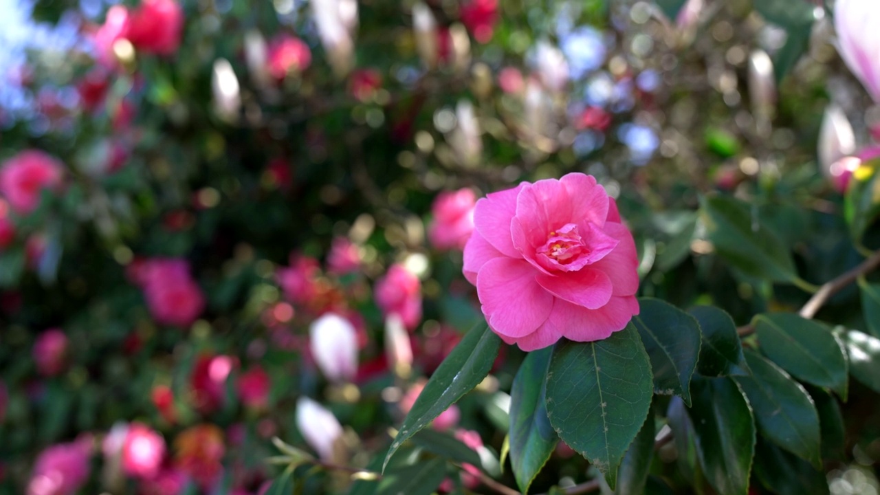 粉红色玫瑰花特写盛开户外，慢动作，夏天。视频下载