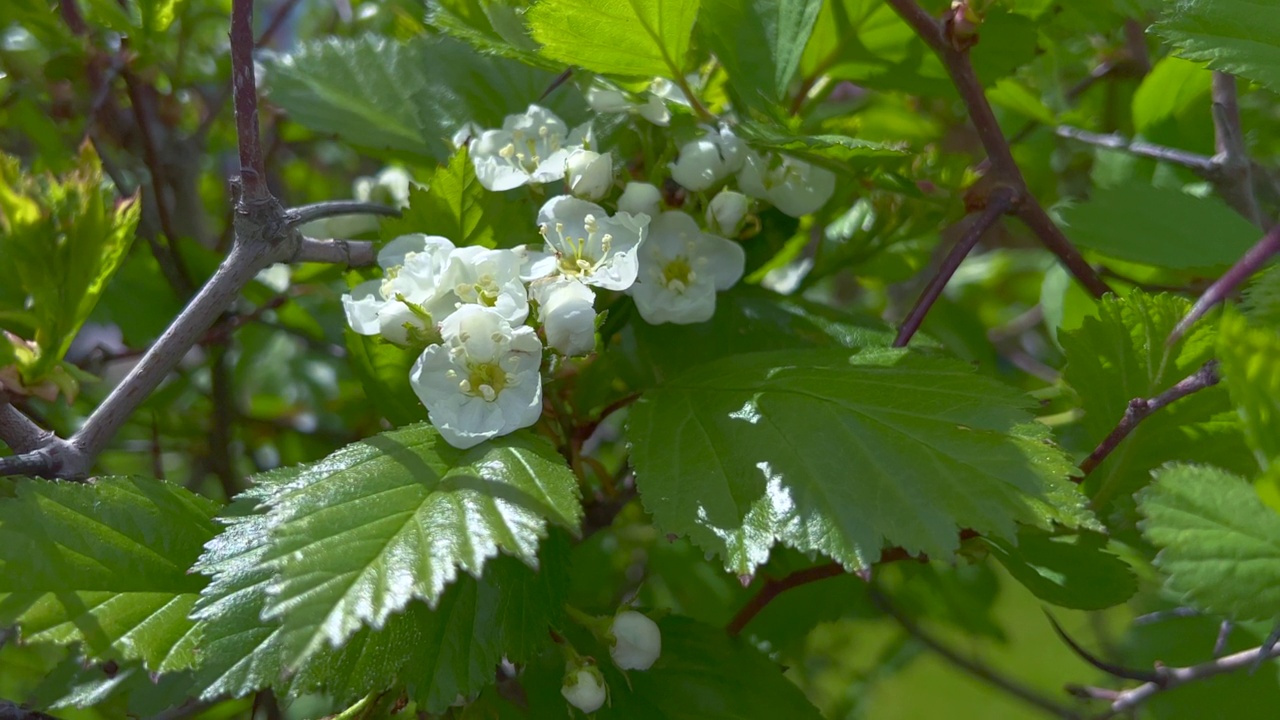 美丽的山楂花视频素材