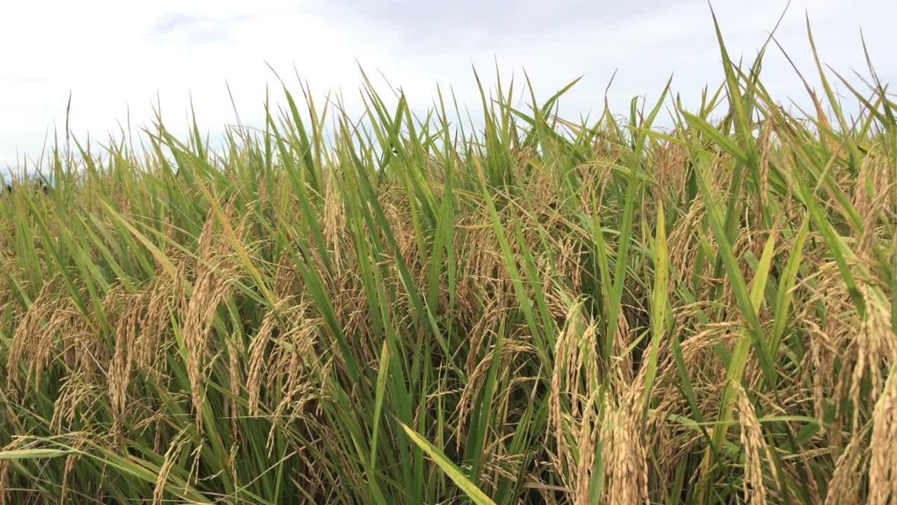 水稻视频素材