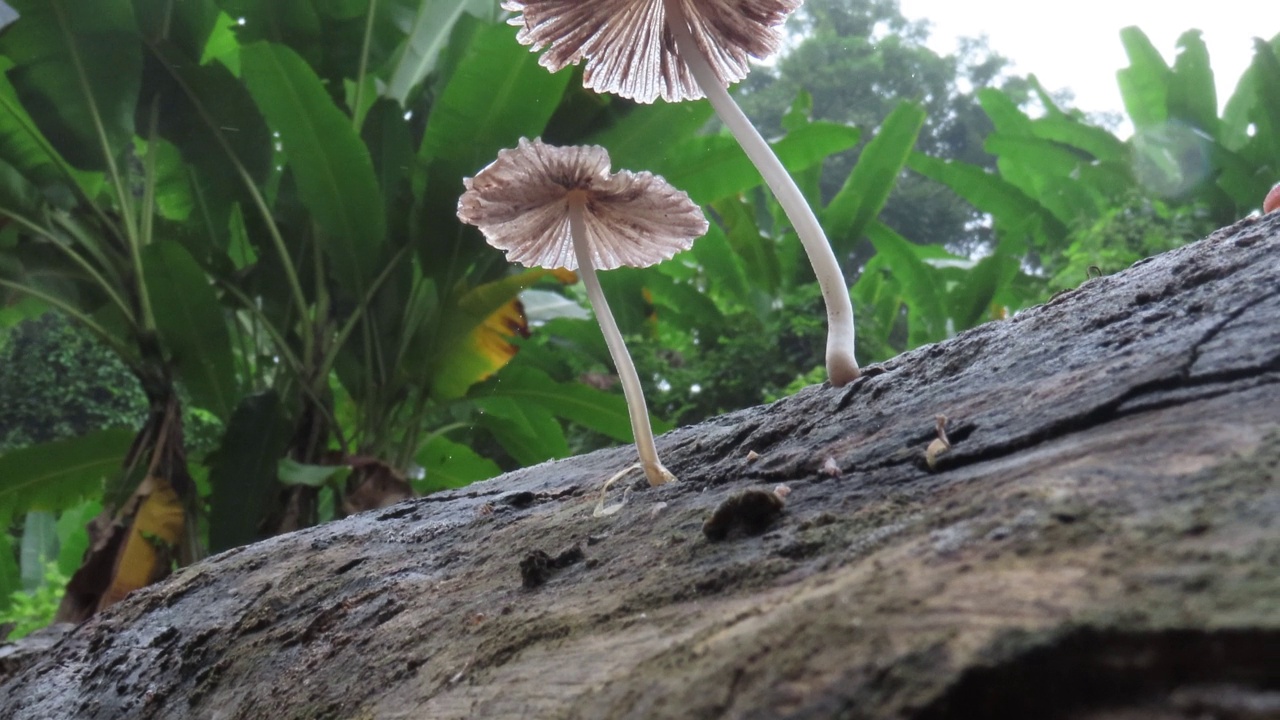 老圆木上的蘑菇视频素材